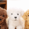Pet doll teddy dog toy